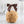 Load image into Gallery viewer, Classic Peanut Caramel Apple